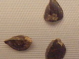 furui09_1_2_XX