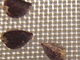 furui2126