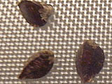 furui2138